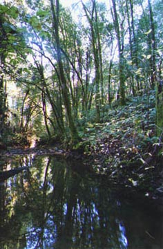 Swimming Hole