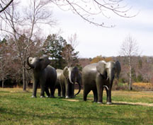 Elephant Art at the Zoo