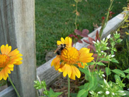 Bees
