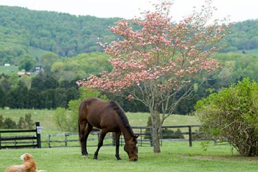 Wolftrap Farm Bed and Breakfast - Gordonsville, Virginia