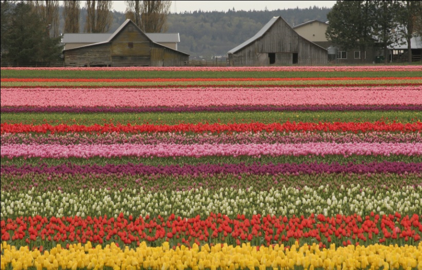 Tulips Galore And More At The Skagit Valley Tulip Festival In